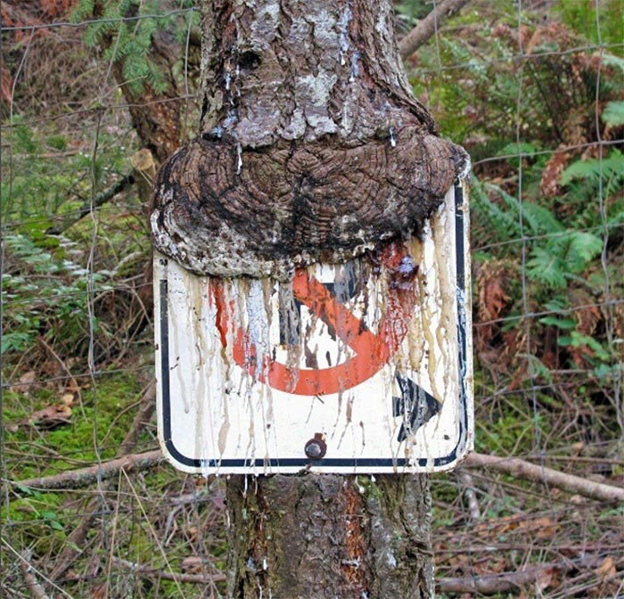  Tree eating a sign in 2013. 