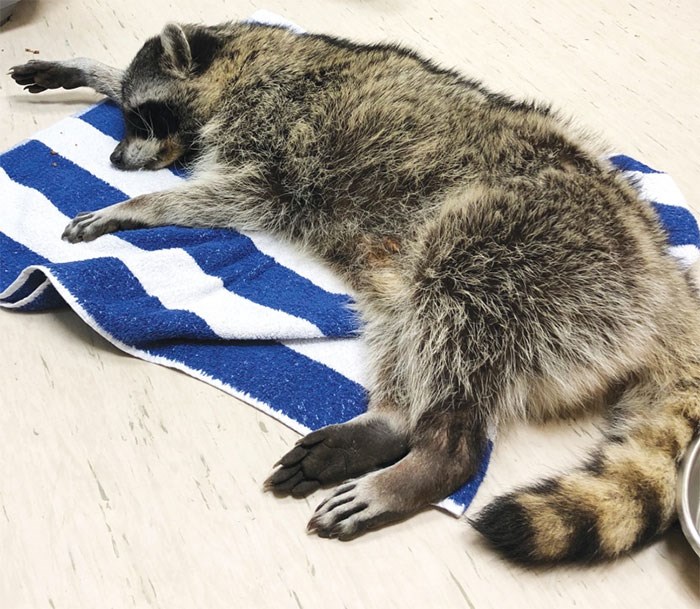  A raccoon found with marijuana and tranquilizers in its system rests after treatment at the Sechelt Animal Hospital.