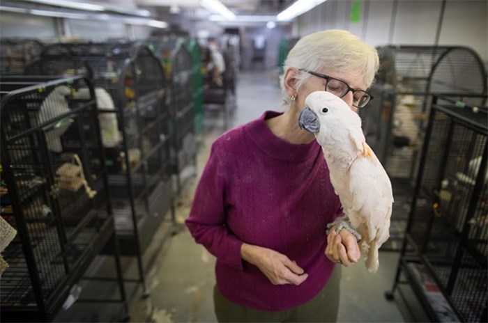  Volunteer Jan Robson holds Bob, a moluccan cockatoo, at a warehouse where birds awaiting adoption are being housed by the Greyhaven Exotic Bird Sanctuary, in Vancouver, B.C., on Tuesday January 23, 2018. Nearly 600 parrots were rescued from the World Parrot Refuge in Coombs, B.C., on Vancouver Island in 2016 after the death of a woman who operated the facility. THE CANADIAN PRESS/Darryl Dyck