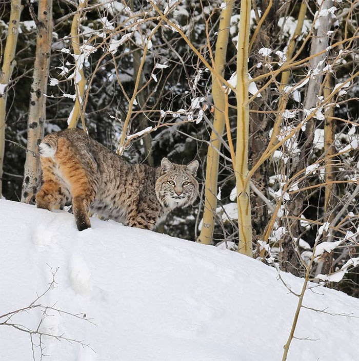  Bobcat spotted on the Hope Princeton Highway. Photo by 