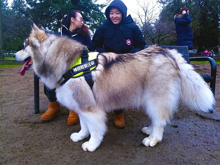  Tyson is a big, big dog. Photo submitted