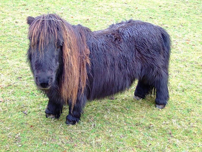  Canadian carrier WestJet allows miniature horse and monkeys to board as emotional support animals -- with proper documentation.