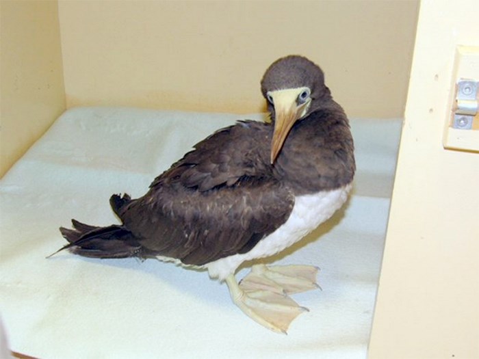  Brown booby