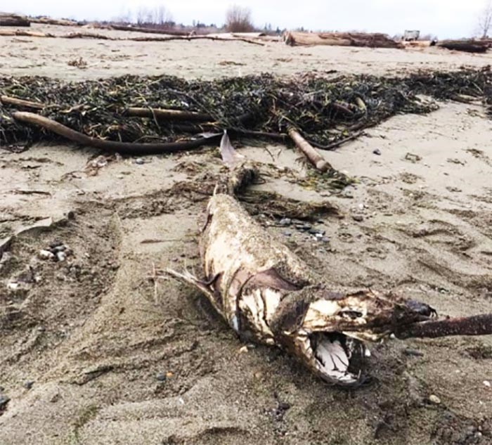  This shark carcass found on Centennial Beach in South Delta might be a juvenile sixgill that is part of a population of sharks spending their youth in Howe Sound and Strait of Georgia. Photo Tami Ryder