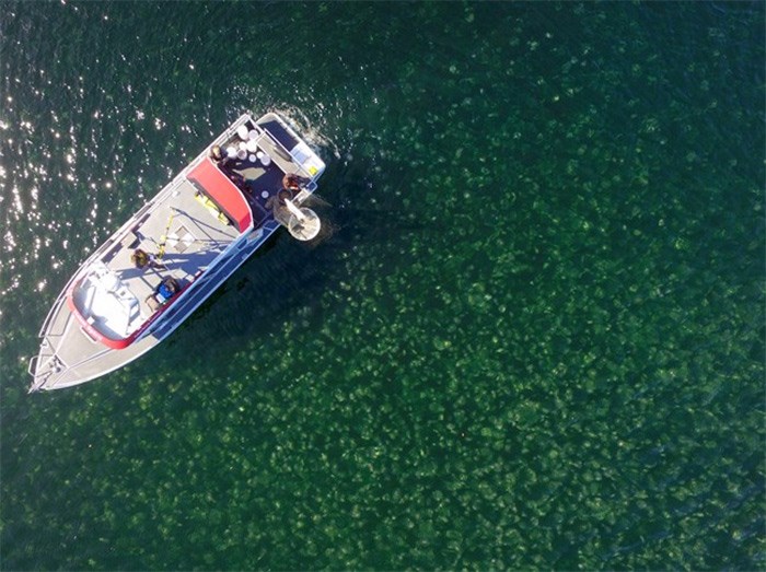  A jellyfish bloom is shown near Calvert Island, B.C., in this undated handout handout photo. Technology is allowing researchers in British Columbia to study jellyfish populations and their impact on the rest of the ocean in a whole new way.University of B.C. oceanography professor Brian Hunt and undergraduate student Jessica Schaub have been using drones to get a better picture of the size and composition of groups -- called blooms -- of moon jellyfish near Calvert Island, off B.C.'s central coast. THE CANADIAN PRESS/HO - Keith Holmes, Hakai Institute 