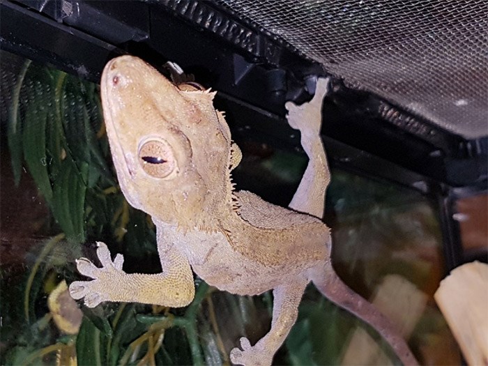  Vancouver’s reptiles are being “renovicted” due to no pet policy. Image: renoviction crested gecko at RRAES