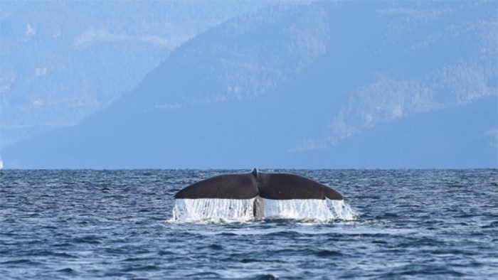  A sperm whale was spotted in B.C.'s Johnstone Strait on Monday.