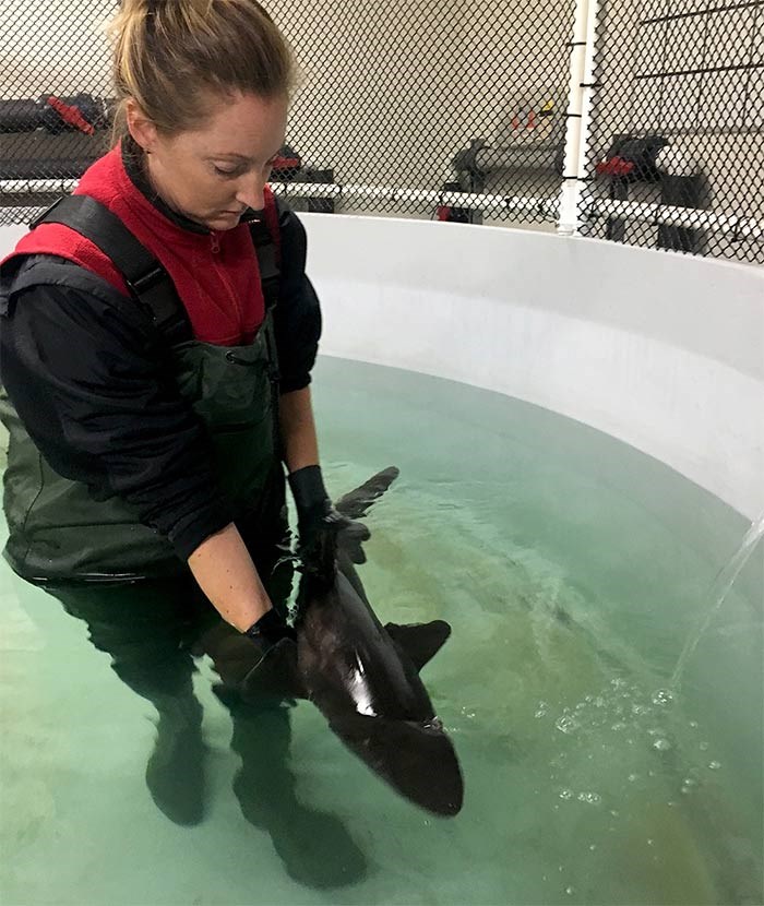  Vet tech Sion Cahoon performs assisted swimming with the injured shark. - Vancouver Aquarium