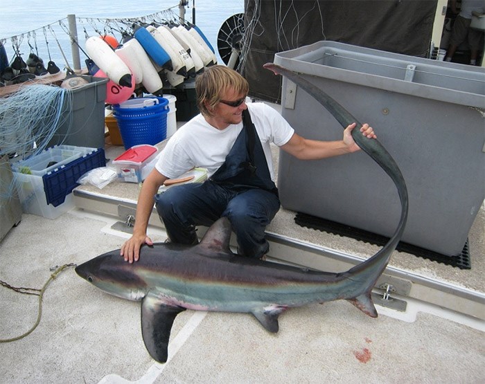  SFU scientist Chris Mull studies a common thresher shark (Alopias vulpinus) in southern California during a west coast juvenile thresher survey.