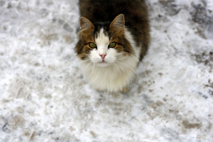  Sand and salt used to make walking and driving after for humans can pose dangers for pets