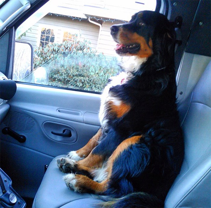  Nevada the Burnese mountain dog always has her eye out for wildlife