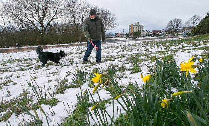  Ian MacDonald and his dog Sweep walk past some freshly bloomed daffodils in Beacon Hill park. The Weather Network says spring will be a little late this year.