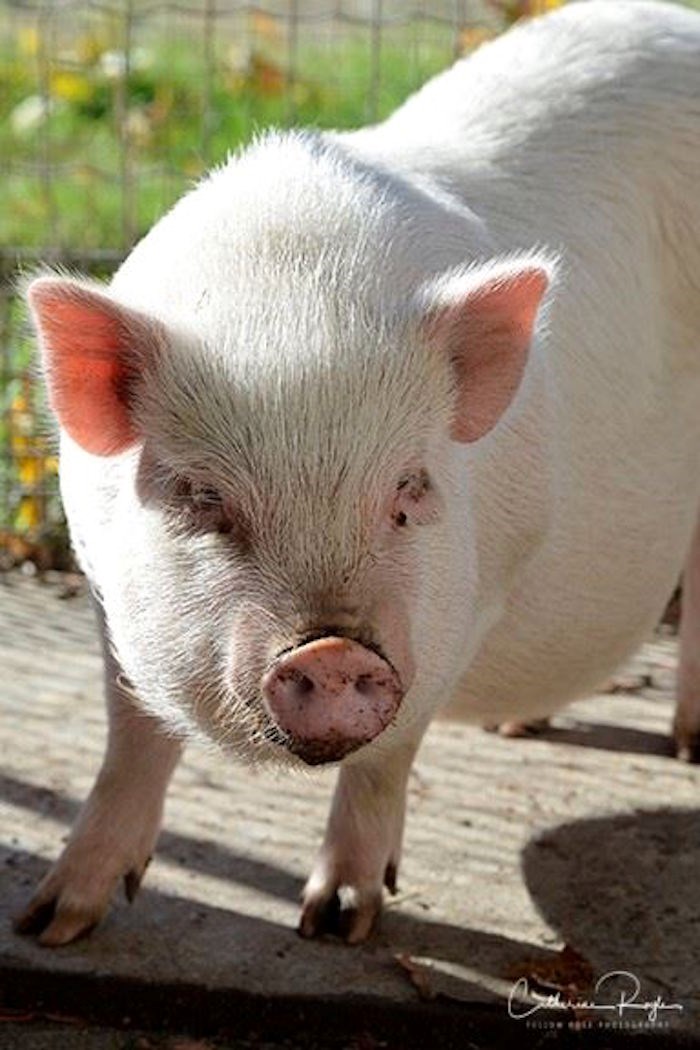  A pig at the BC SPCA facility last summer (