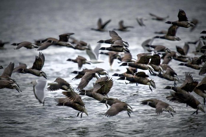  Photo: Brant Wildlife Festival Facebook