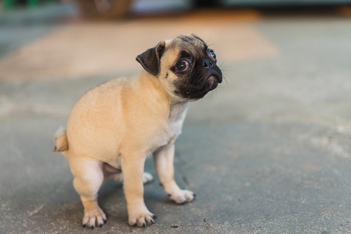  Holy crap! That's a lot of poop. Photo: Shutterstock