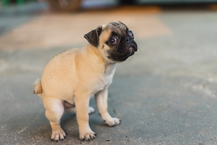  Dog pooping/Shutterstock