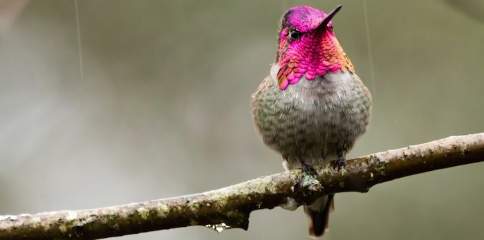  An Anna's Hummingbird (Photo: Shutterstock)