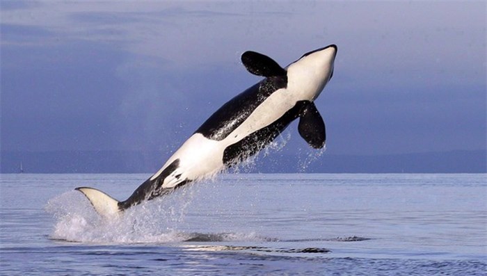  A female resident orca whale breaches while swimming in Puget Sound near Bainbridge Island as seen from a federally permitted research vessel Saturday, Jan. 18, 2014. Several conservation groups say the federal government's failure to issue an emergency order reducing threats to endangered orcas off the B.C. coast ahead of fishing and whale-watching season could mean their extinction. THE CANADIAN PRESS/AP, Elaine Thompson