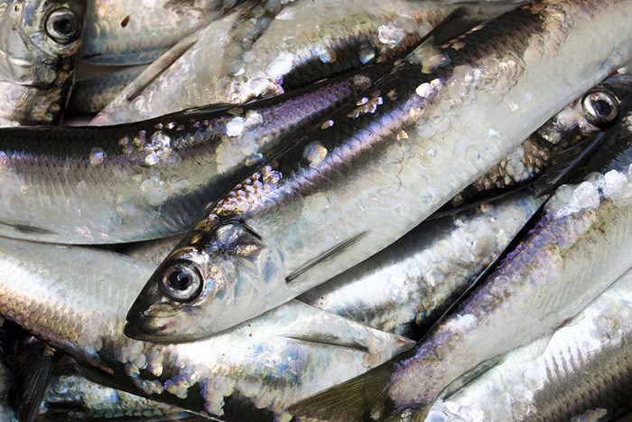  Herring. Shutterstock