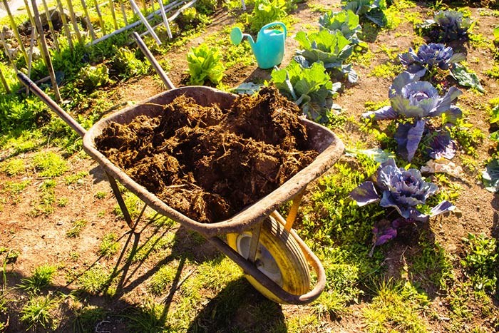  Lay down some steer poop in the garden for the kids! Shutterstock photo