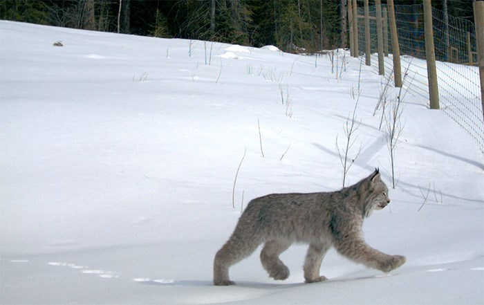  Why did the lynx cross the road?