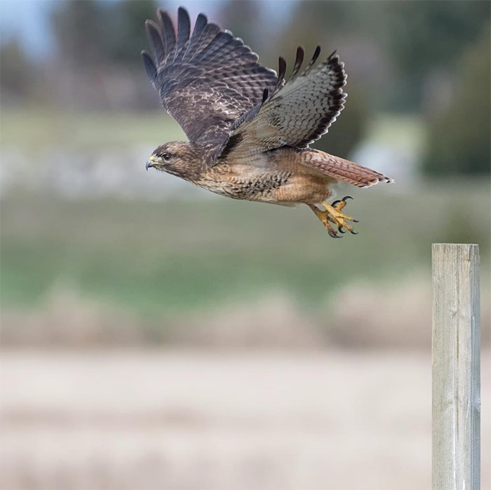 A red-tailed hawk at Boundary Bay. Photo 