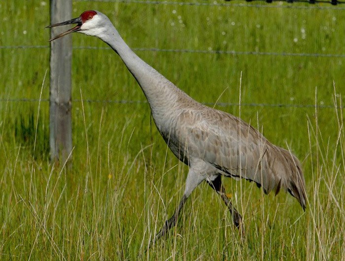  The sandhill crane is a large breed, but you’ll probably hear its raucous birdsong before you actually spot it. Photograph by 