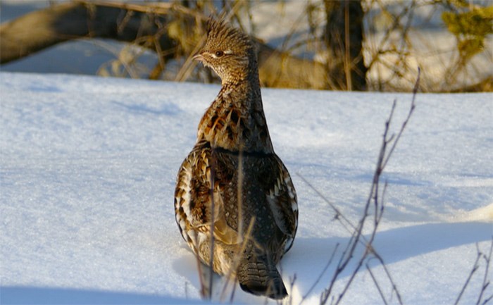  Ruffled grouse, like the one pictured above, can be found all throughout the Cariboo Chilcotin region. Photograph by 