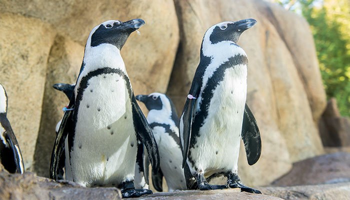  Photo: Vancouver Aquarium