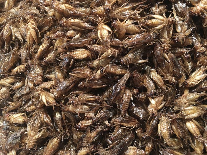  People have been eating crickets for as long as crickets and humans have coexisted. Shown above are fried crickets. Photo Shutterstock