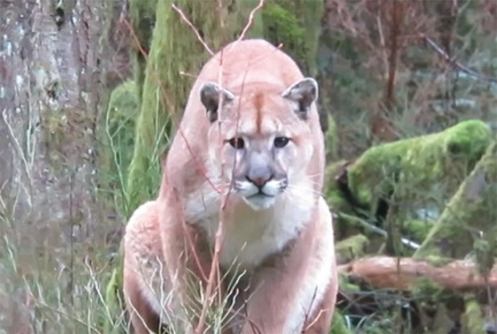  A cougar in a forest north of Campbell River stares intently at Adam Bartsch.
