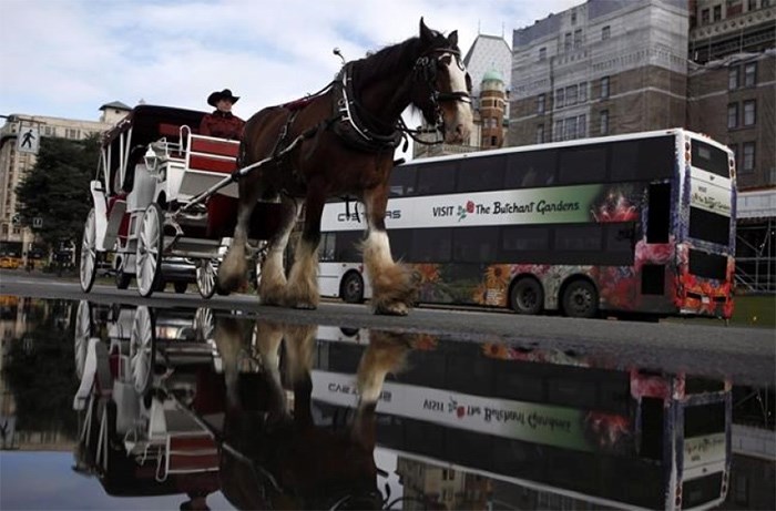  A horse-drawn carriage is seen in Victoria on Thursday, March 24, 2016. THE CANADIAN PRESS/Chad Hipolito