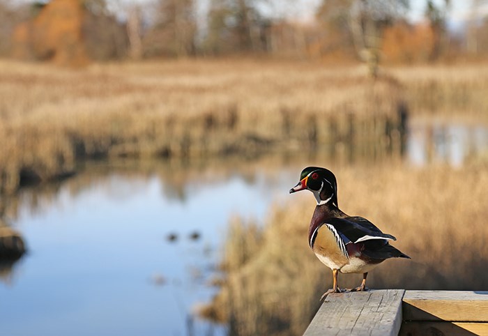  Wood duck at the George C Reifel bird sanctuary... which was once a private hunting resort