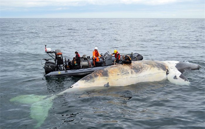  Researchers check out a dead right whale in the Gulf of St.Lawrence in a handout photo. The federal government is spending more than $9.1 million to develop and test technologies that alert vessels to the presence of whales, lowering the risk of collisions.THE CANADIAN PRESS/HO-Department of Fisheries and Oceans 