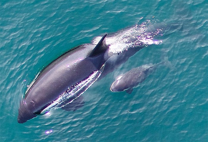  Ocean Wise, a marine conservation organization out of the Vancouver Aquarium, will receive $942,000 to study how noise and food limitations impact the southern and northern resident killer whales. Photo Vancouver Aquarium/NOAA