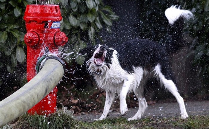  Lucky, a border collie, snaps at water spraying from a hose connected to a fire hydrant while out for a walk with his owner Shane Thiverge in Vancouver, B.C., on Thursday. December 30, 2010. A coalition of firefighters, city engineers and administrators is proposing a novel solution to city parking woes.Surrey Fire Chief Len Garis says that shrinking the no-stopping zone around fire hydrants could create hundreds of new parking spots in congested cities. THE CANADIAN PRESS/Darryl Dyck