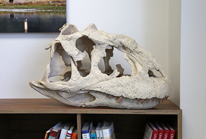  Cast of a Majungasaurus skull