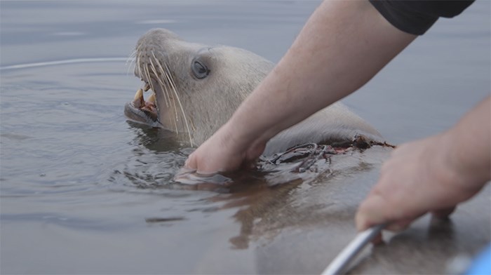  SCREENGRAB from Ocean Wise video