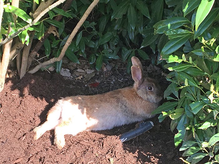  A feral rabbit rests outside Ikea in Richmond. Photo Melissa Shaw