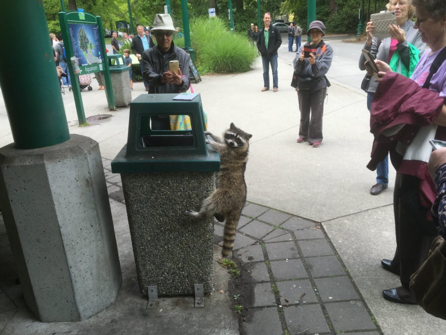  Raccoon in Stanley Park