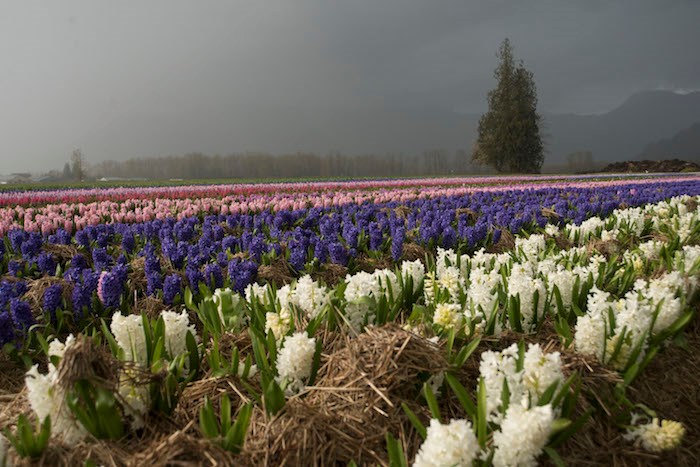  Hyacinth fields (Photo courtesy Tulips of the Valley)