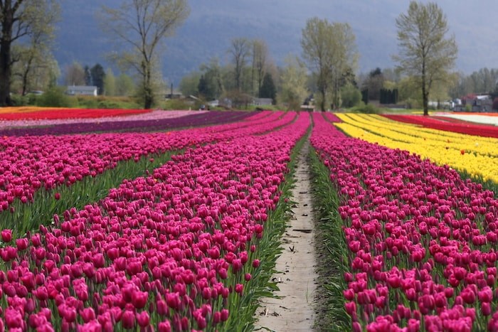  Photo courtesy Tulips of the Valley