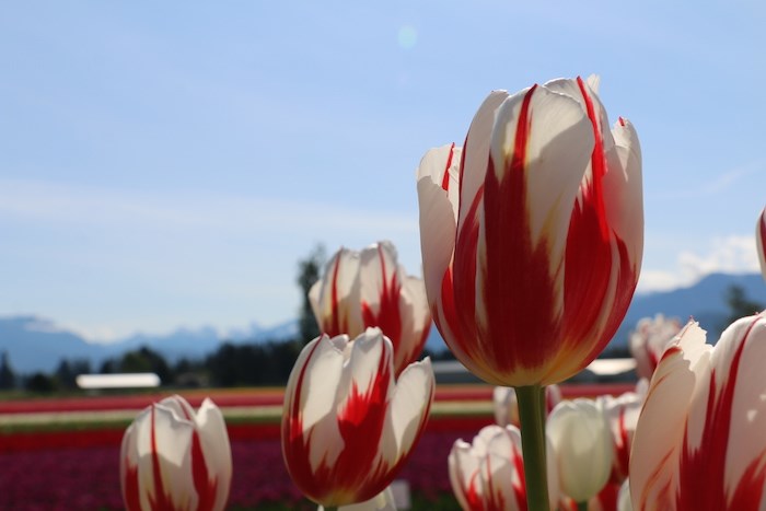  Photo courtesy Tulips of the Valley