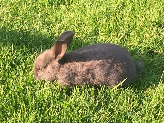  A wild rabbit grazes in Nanaimo, B.C. in this Feb.2, 2018 photo. A disease that has killed hundreds of feral rabbits in British Columbia has prompted a Metro Vancouver zoo to take precautions to protect its bunnies.THE CANADIAN PRESS/Dirk Meissner