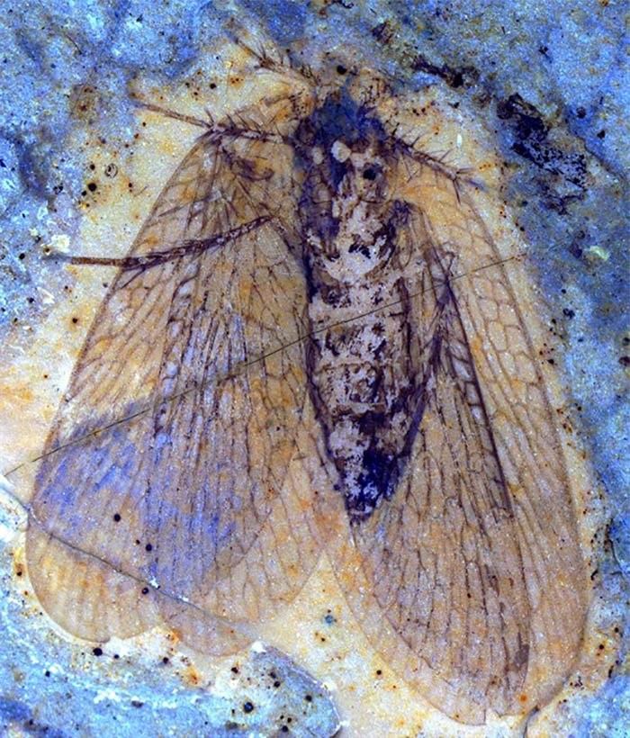  A 53-million-year-old insect fossil called a scorpionfly is shown in a handout photo. It was discovered at British Columbia's McAbee fossil bed site and is strikingly similar to fossils of the same prehistoric age from Pacific-coastal Russia and identified in 1974. THE CANADIAN PRESS/HO-Simon Fraser University 