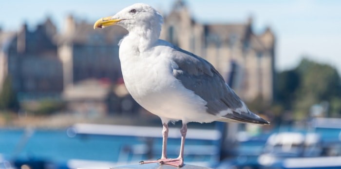  Seagull in Victoria/Shutterstock