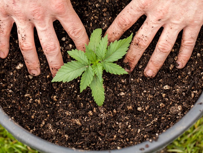  Marijuana plant/Shutterstock