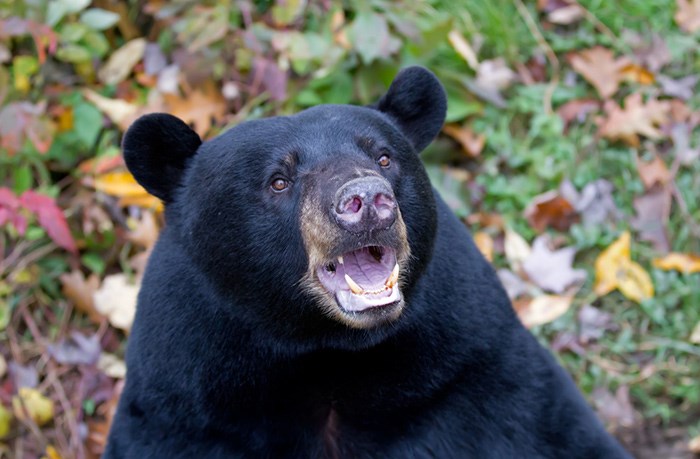 black-bear