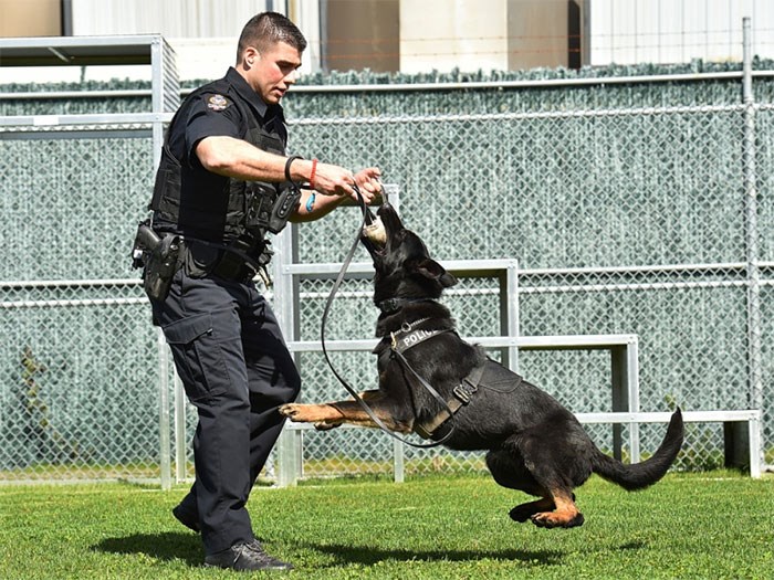  One of Vancouver’s new police dogs, Gibbs, with his handler/partner Const. Dennis Jesus. Photo Dan Toulgoet