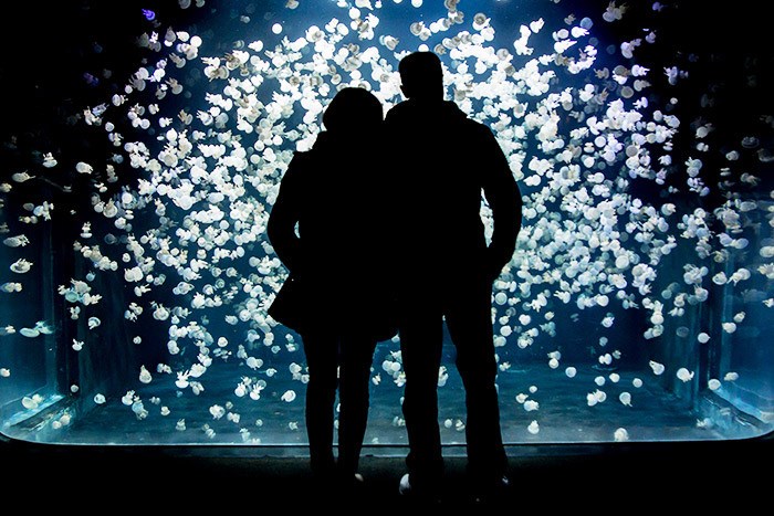  After Hours at the Vancouver Aquarium (Photo courtesy Vancouver Aquarium)